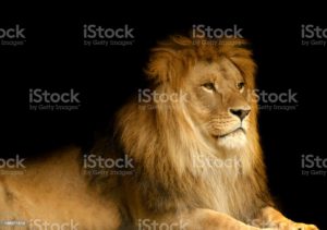 Download background lion photos HD