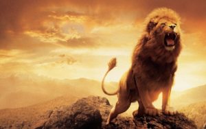 Download background lion photos HD