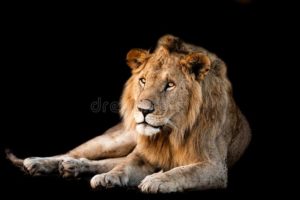 Download background lion photos HD