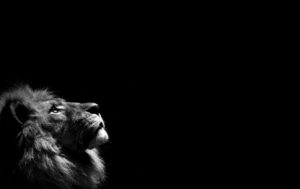 Top background lion photos 4k Download