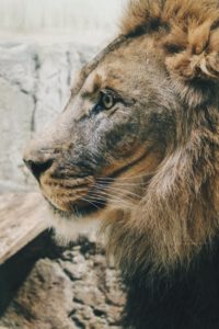 Top background lion photos HQ Download