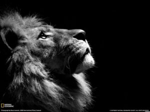 Download background lion photos HD