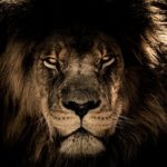 Top background lion photos free Download