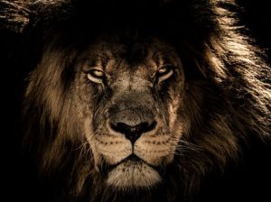 Top background lion photos free Download