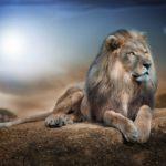 Download background lion photos HD