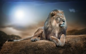 Download background lion photos HD