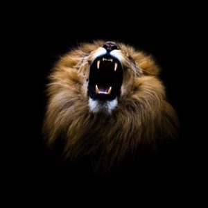 Top background lion photos 4k Download