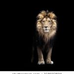 Top background lion photos HD Download