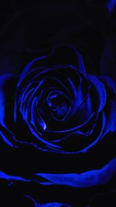 Top blue and black rose wallpaper 4k Download