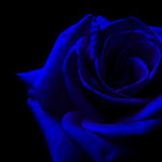 Download blue and black rose wallpaper HD
