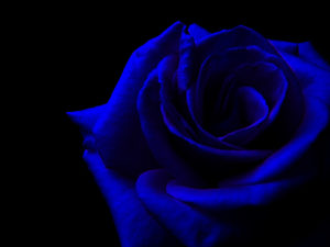 Download blue and black rose wallpaper HD