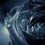 Top blue and black rose wallpaper 4k Download