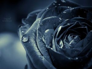 Top blue and black rose wallpaper 4k Download