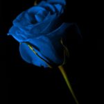 Top blue and black rose wallpaper HD Download