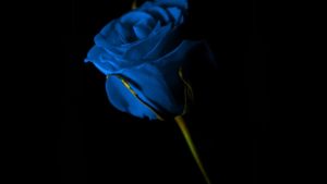 Top blue and black rose wallpaper HD Download