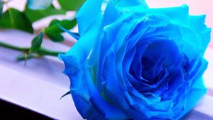 Top blue and black rose wallpaper HD Download