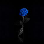 Download blue and black rose wallpaper HD
