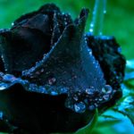 Top blue and black rose wallpaper HD Download