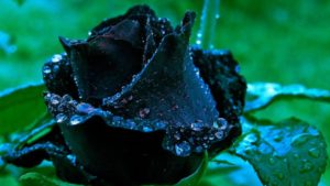 Top blue and black rose wallpaper HD Download