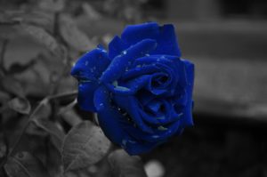 Top blue and black rose wallpaper Download