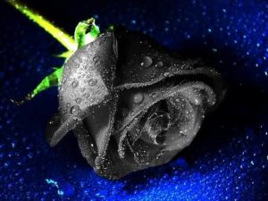 Top blue and black rose wallpaper Download