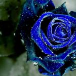 Top blue and black rose wallpaper HQ Download