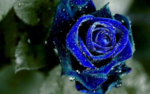 Top blue and black rose wallpaper HQ Download