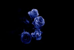 Download blue and black rose wallpaper HD