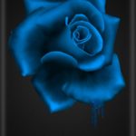 Top blue and black rose wallpaper Download