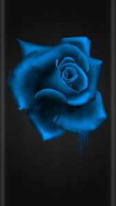 Top blue and black rose wallpaper Download