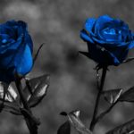 Top blue and black rose wallpaper HD Download