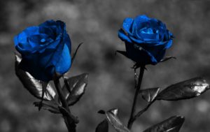 Top blue and black rose wallpaper HD Download