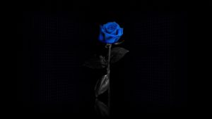 Download blue and black rose wallpaper HD