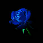 Top blue and black rose wallpaper 4k Download