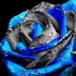 Top blue and black rose wallpaper HD Download