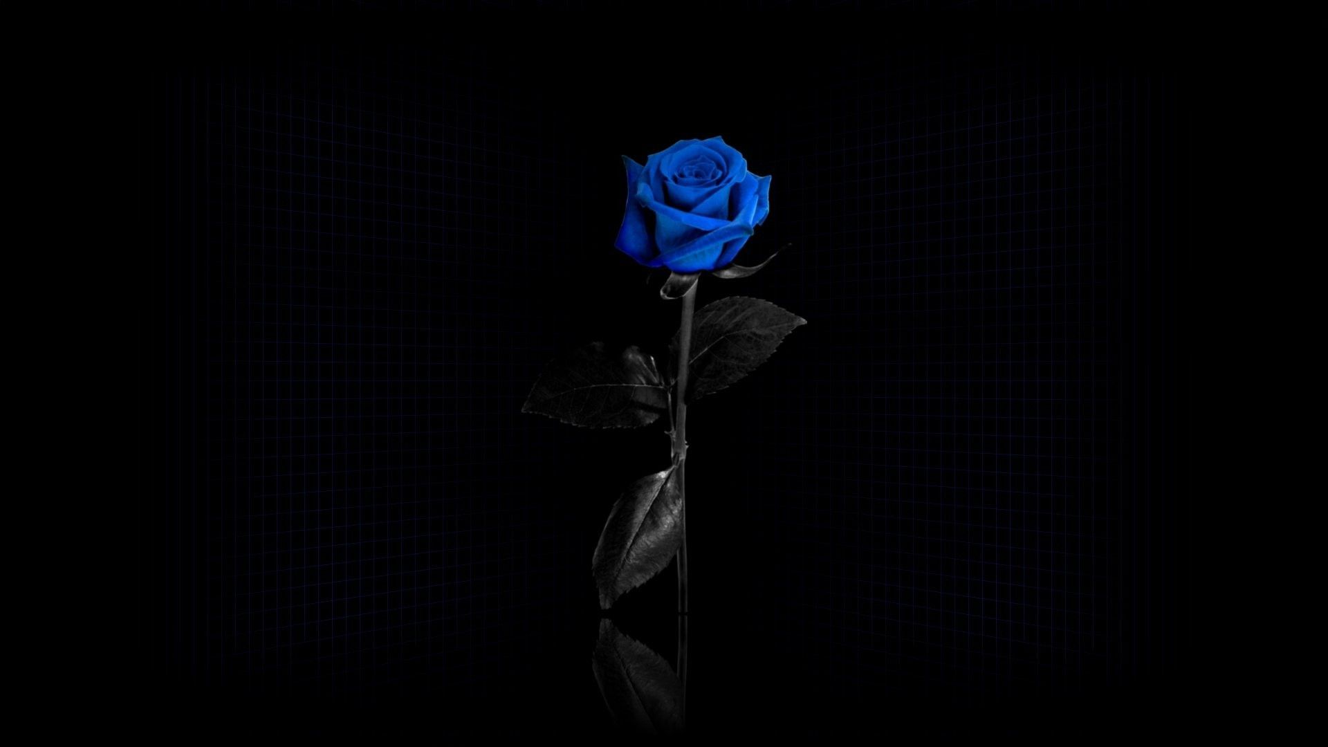 Collection Top 33 Blue And Black Rose Wallpaper Hd Download