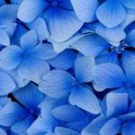 Top blue flower wallpaper desktop 4k Download