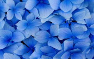 Top blue flower wallpaper desktop 4k Download