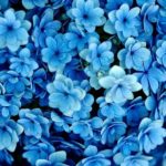 Download blue flower wallpaper desktop HD
