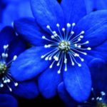 Top blue flower wallpaper desktop Download