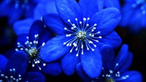 Top blue flower wallpaper desktop Download