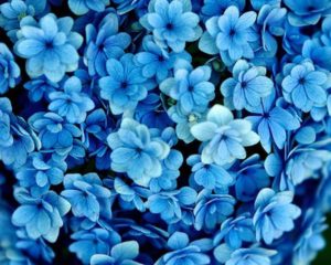 Download blue flower wallpaper desktop HD