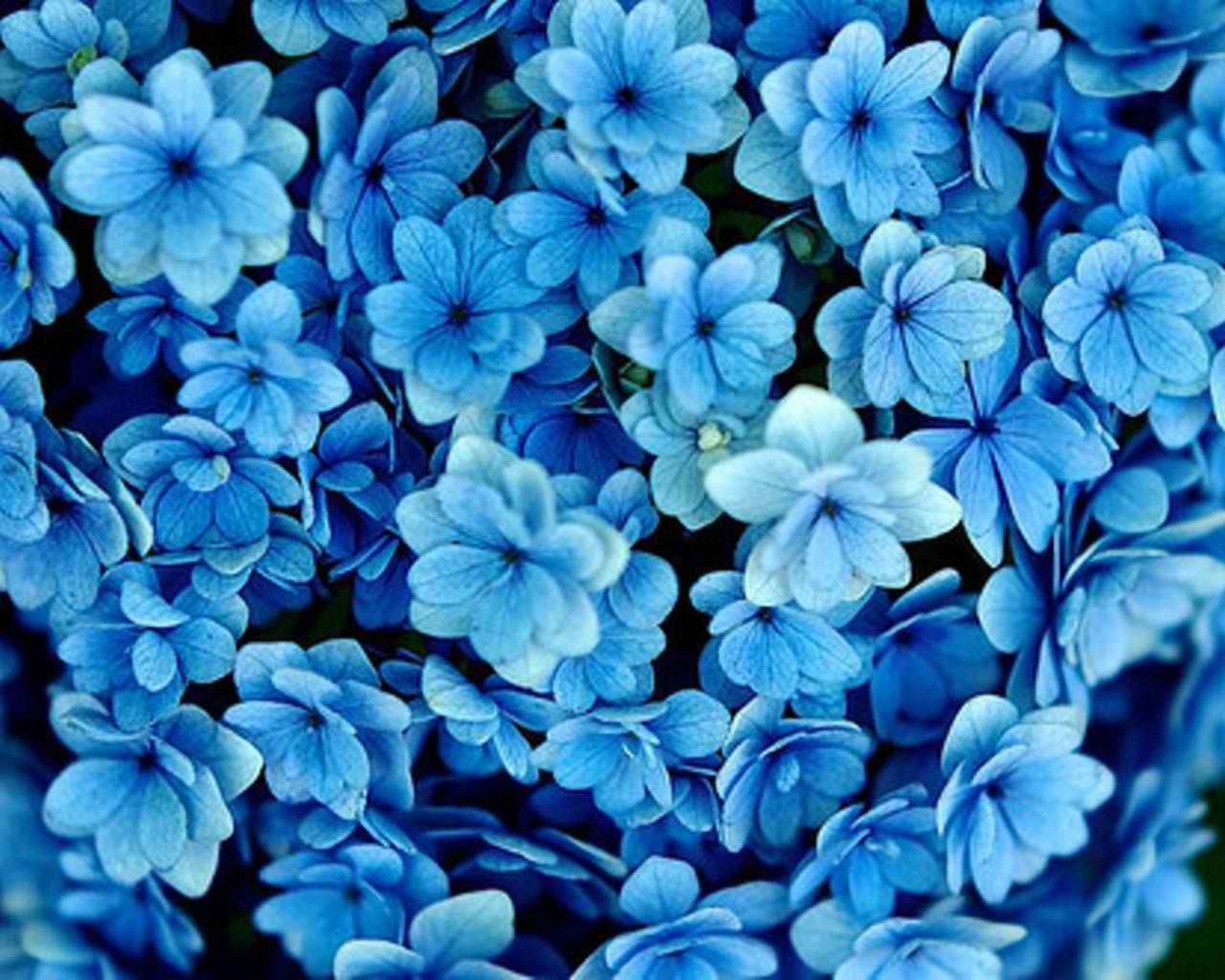 Collection : Top 30 blue flower wallpaper desktop (HD Download)