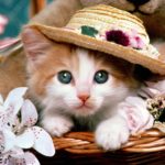 Top cat wallpaper for tablet free Download