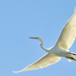 Top egret wallpaper free Download