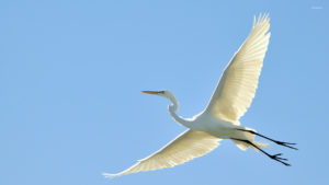 Top egret wallpaper free Download