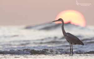 Top egret wallpaper Download