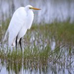 Download egret wallpaper HD