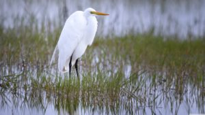 Download egret wallpaper HD