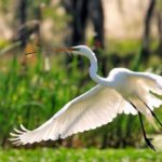 Download egret wallpaper HD